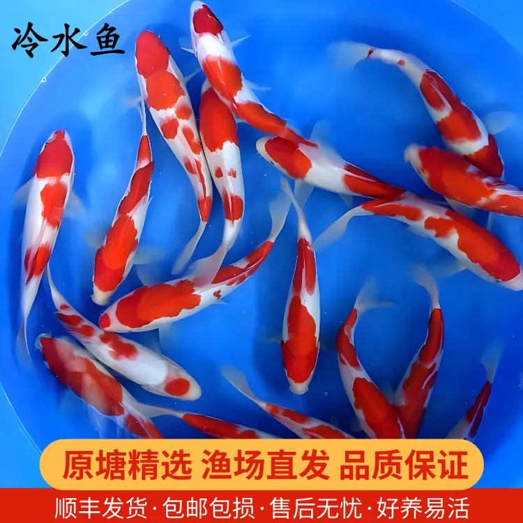 20-24锦鲤活鱼观赏鱼冷水淡水好养耐活渔场发货红白多品种锦鲤