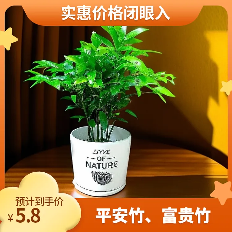 竹柏室内驱蚊植物平安竹清香绿植客厅驱虫净化空气好养长寿竹树苗