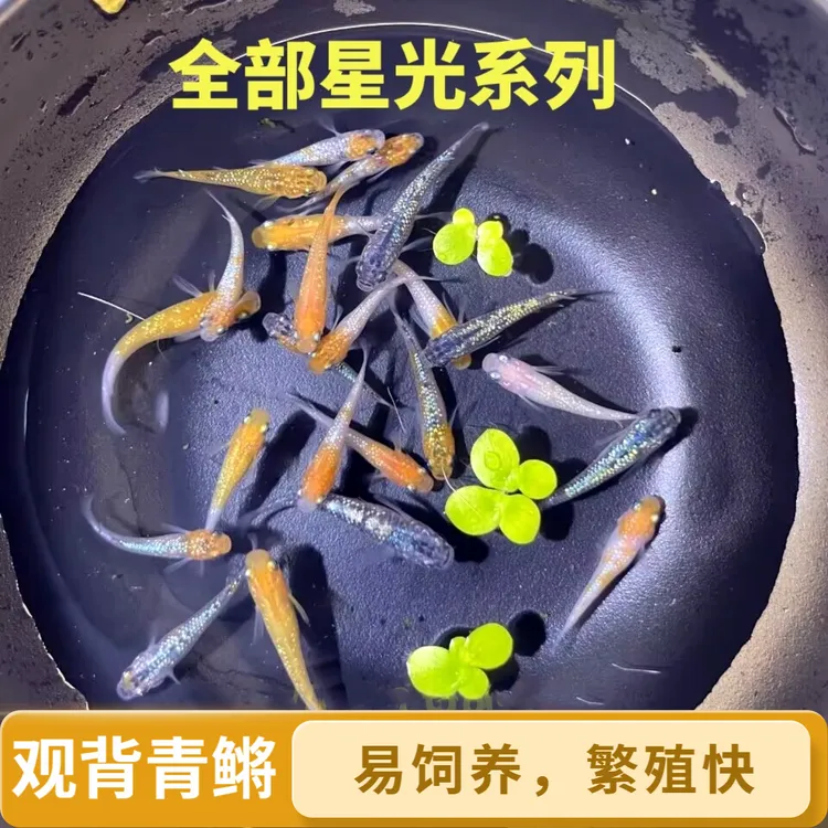 新手好养耐活免打氧观背青鳉观赏鱼小型广温冷水鱼活体宠物除油膜