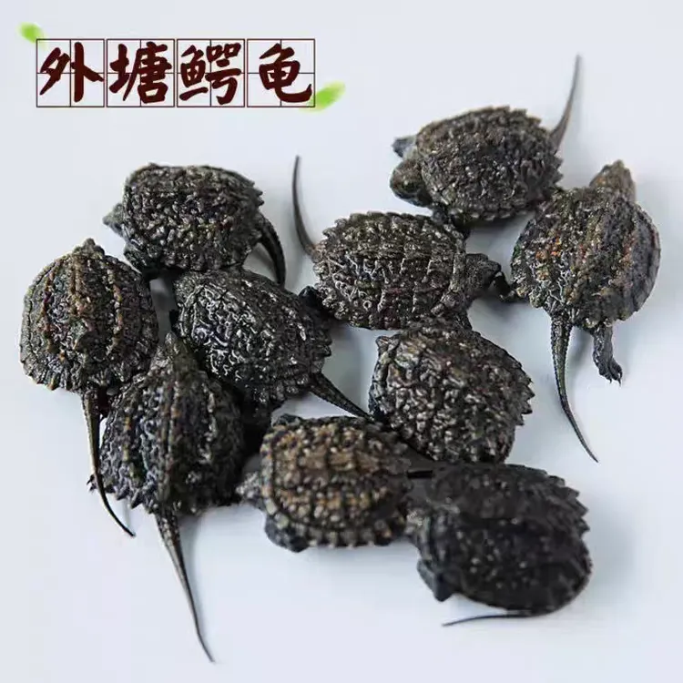 小杂佛鳄鱼龟 外池 包活到手 