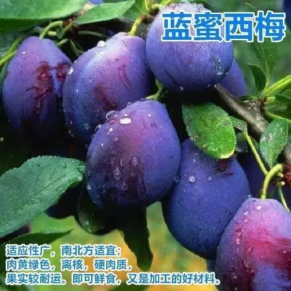 嫁接新品种西梅蓝蜜李子果树苗黄肉李子苗南北方种植耐寒盆栽地栽