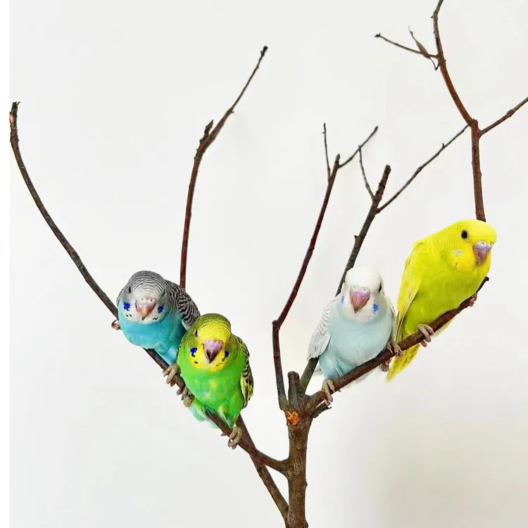 手养鹦鹉活体 宠物鸟观赏鸟手养鹦鹉