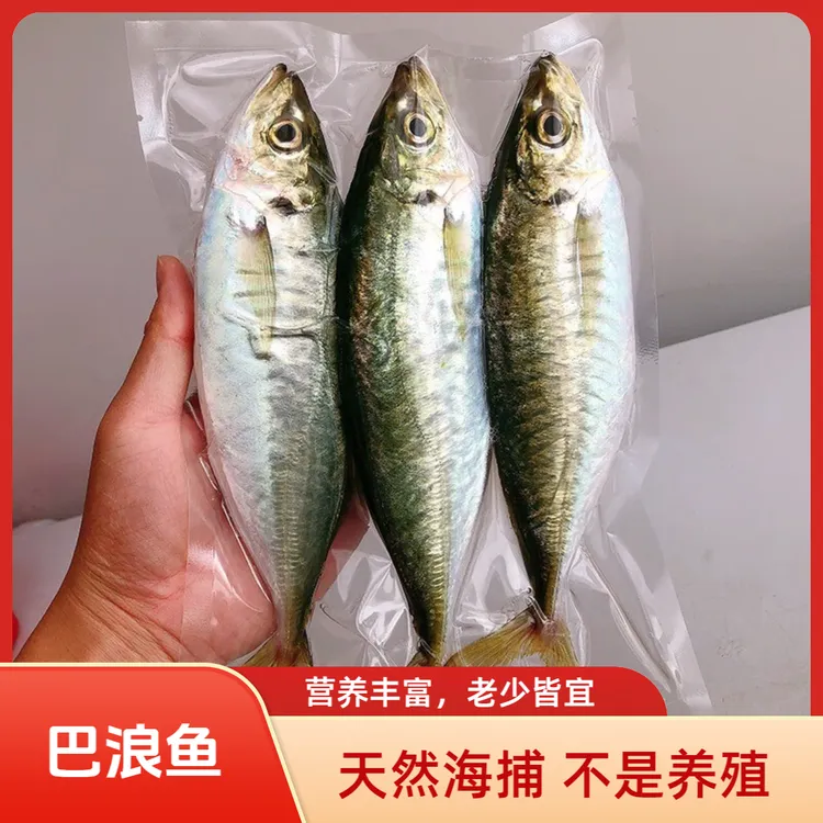 [野生新货]巴浪鱼海鱼竹夹鱼秋刀竹荚鱼马友泥猛鱼红鲳鱼石九公鱼