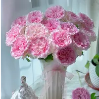 婵之语花咖 洛神花魁 单头玫瑰 鲜切花