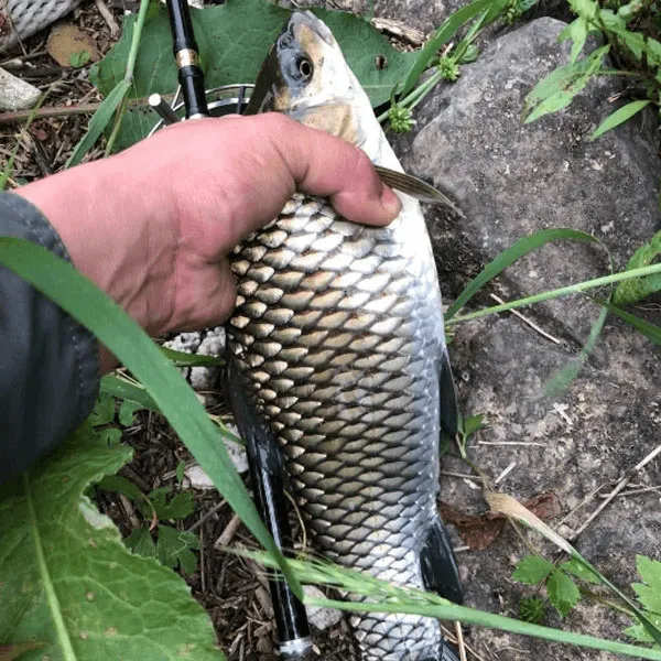 清波鱼乌鳞鱼倒刺鲃鱼常温淡水养殖可食用鱼类活体可观赏