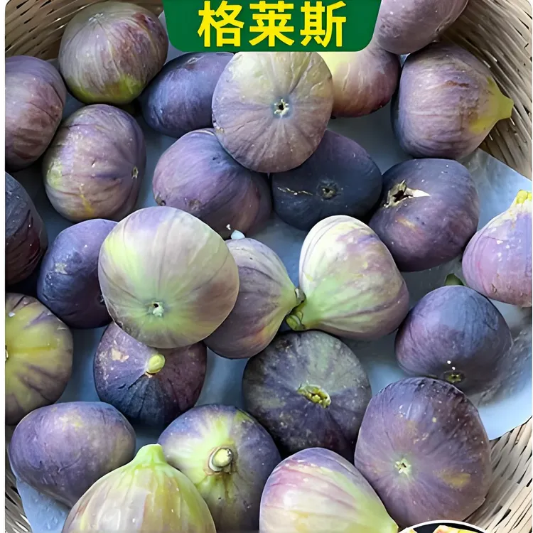 矮化无花果树苗盆栽地栽果树苗南方北方种植矮化老桩当年结果