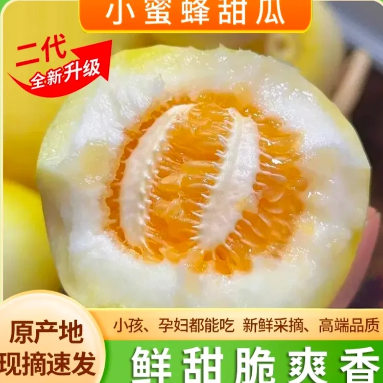 【坏果包赔】山东头茬小蜜蜂甜瓜早甜脆小蜜罐新 鲜直供香甜美味鲜