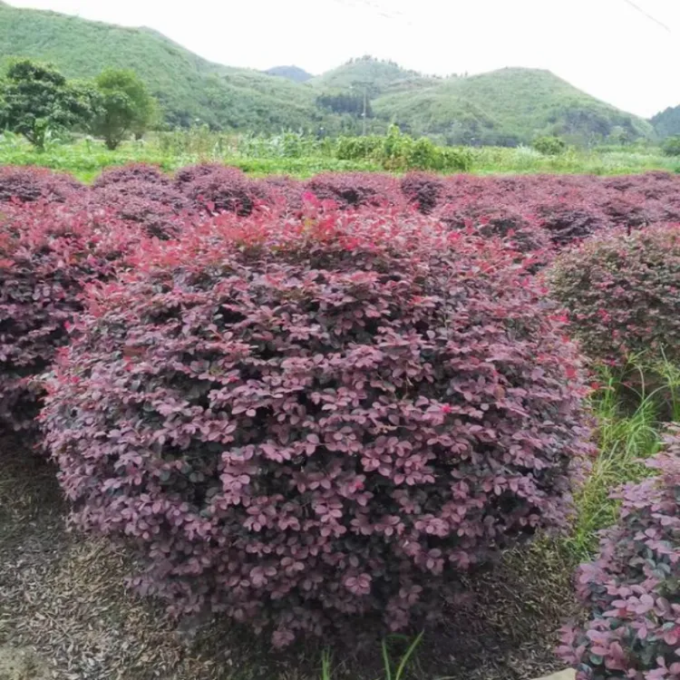 红花继木球红叶串丝花别墅庭院花池绿化常青耐寒耐旱四季好养