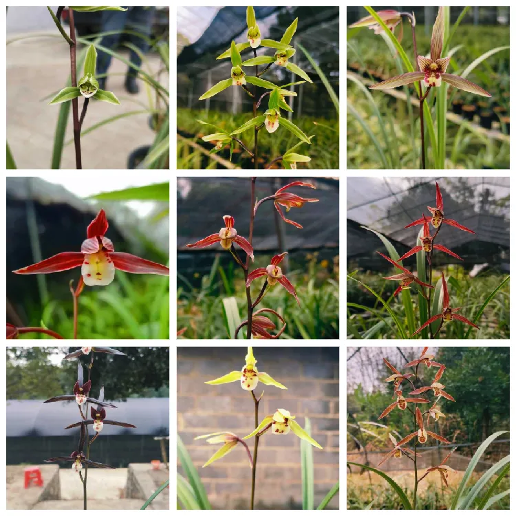 寒兰:花色丰富多彩花期长花色随机发