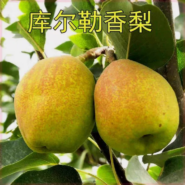 嫁接梨树苗 库尔勒香梨树苗 果苗香梨果树苗庭院种植南方北方种植
