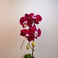 悠花里蝴蝶兰【幻影】（3.0寸）带花带花苞开花珠发货