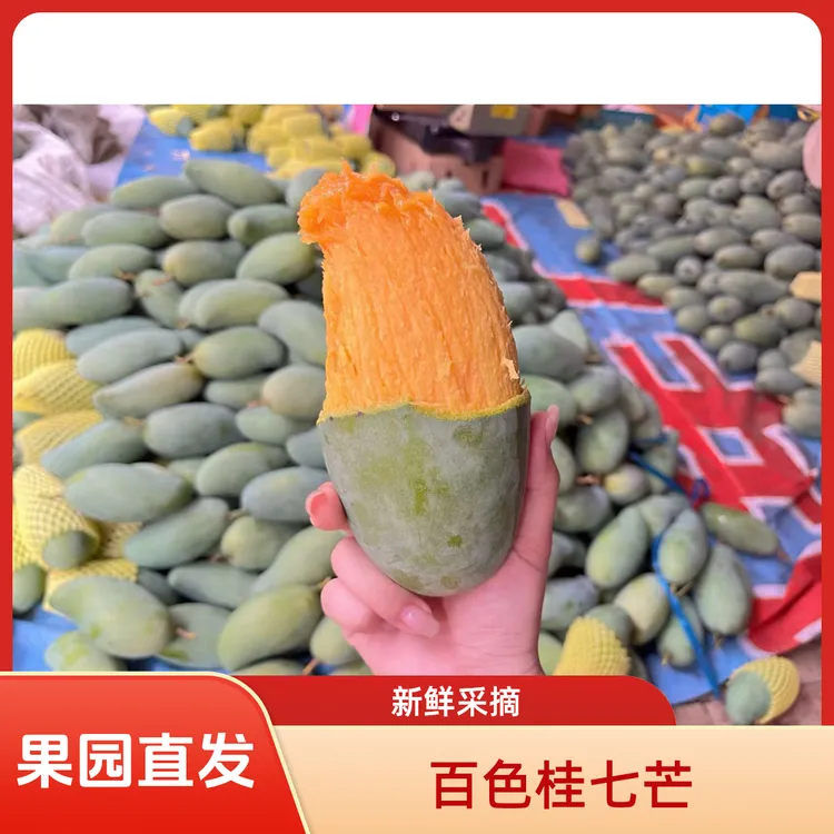 百色田东桂七芒果