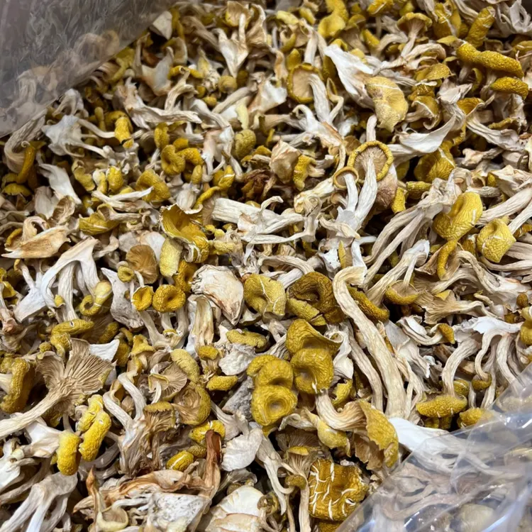 高端严选【鸡油菌】250克