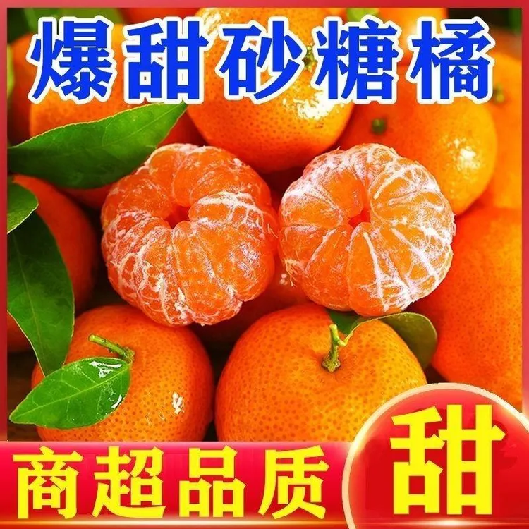 【商超品质头茬果】正宗广西砂糖桔新鲜产地直发香甜多汁口感纯正