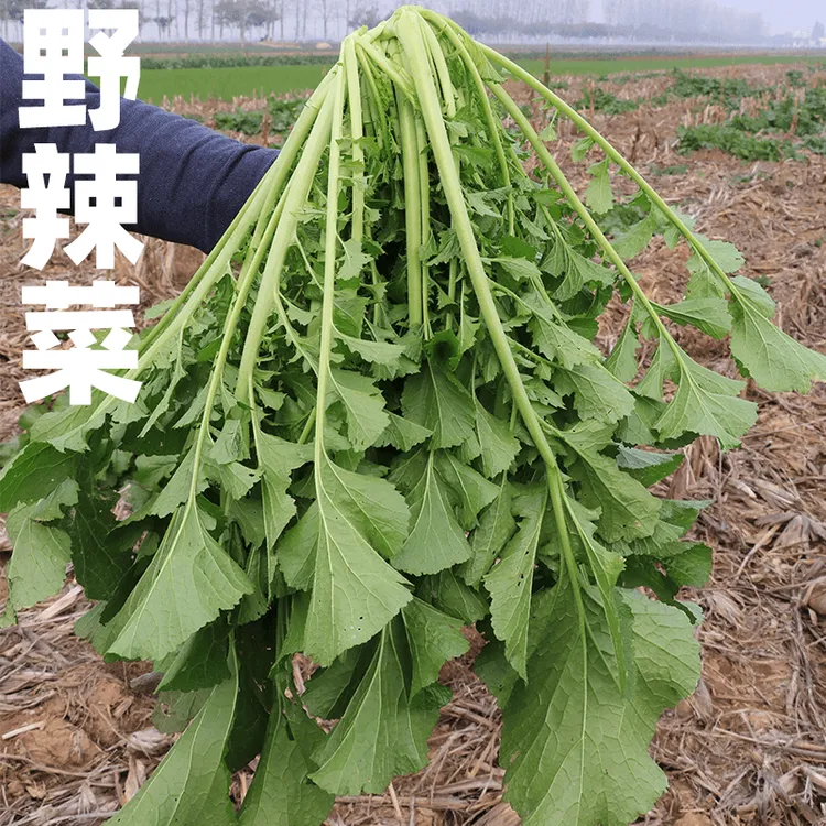 湖北新鲜野腊菜冲菜现摘现发可腌制咸菜酸菜梅干菜