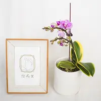 悠花里蝴蝶兰（金边小飞象带花带花苞）开花珠发货