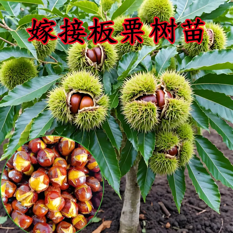 板栗树苗正宗嫁接大红袍王中王迁西油板栗果树苗摘叶裸根发货