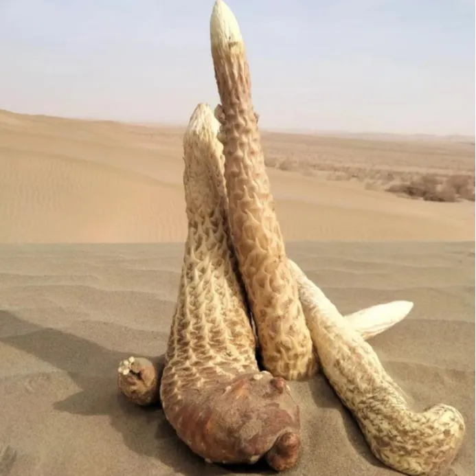 油性新鲜现挖肉苁蓉新疆和田原产地直发