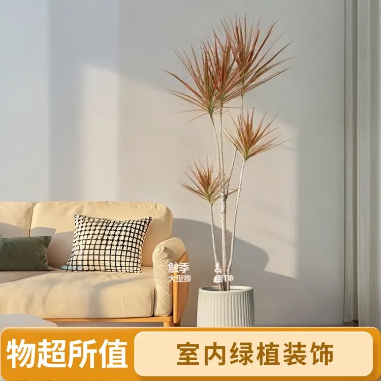 千年木七彩铁马尾铁室内外净化空气好养活的网红绿植