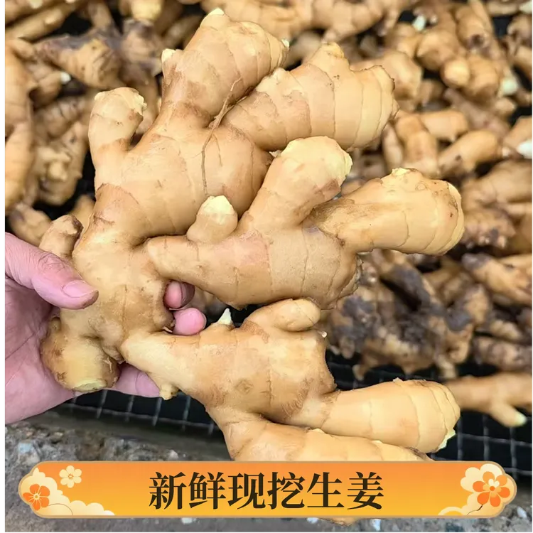 【出口品质】正宗山东大黄姜老姜姜香味十足