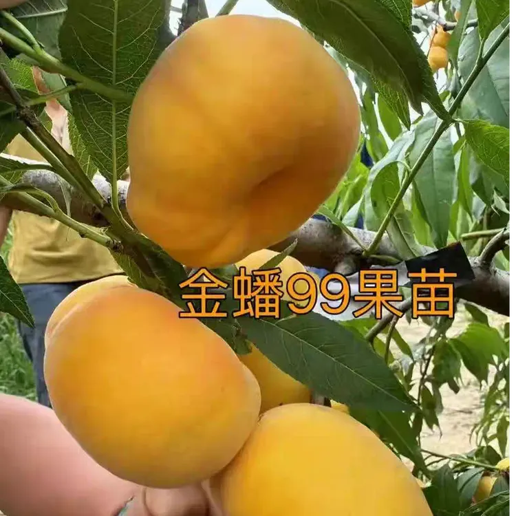 金盘99早熟毛蟠桃南北方种植桃树苗盆栽地栽果苗