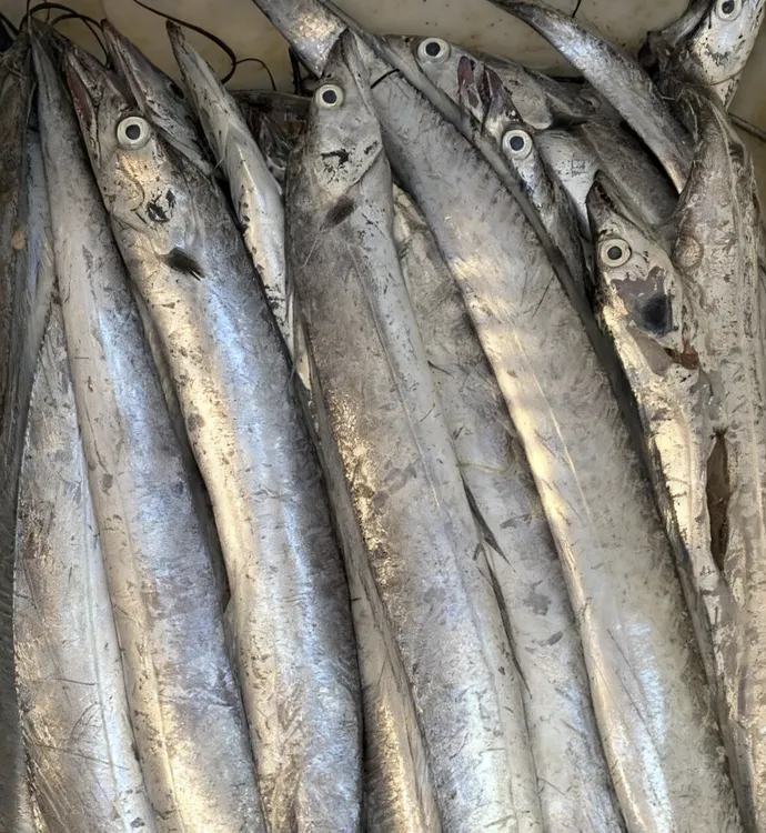 日照码头 野生小眼油带鱼批发 新鲜速冻发货 顺丰冷链