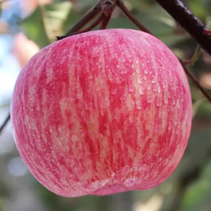 山东烟台栖霞红富士苹果新鲜甜脆水果精品优质