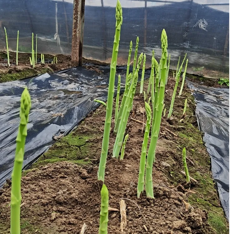 现挖新鲜肉嫩多汁芦笋绿芦笋青笋春笋蔬菜