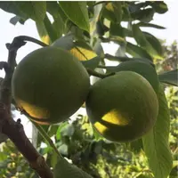 青皮文玩核把件专用链接