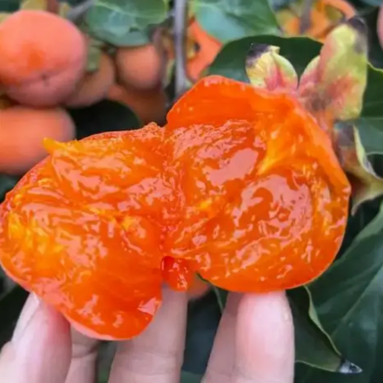 正宗柿子树苗脆甜柿大果柿南北方种植盆栽地栽火晶嫁接太秋柿子树