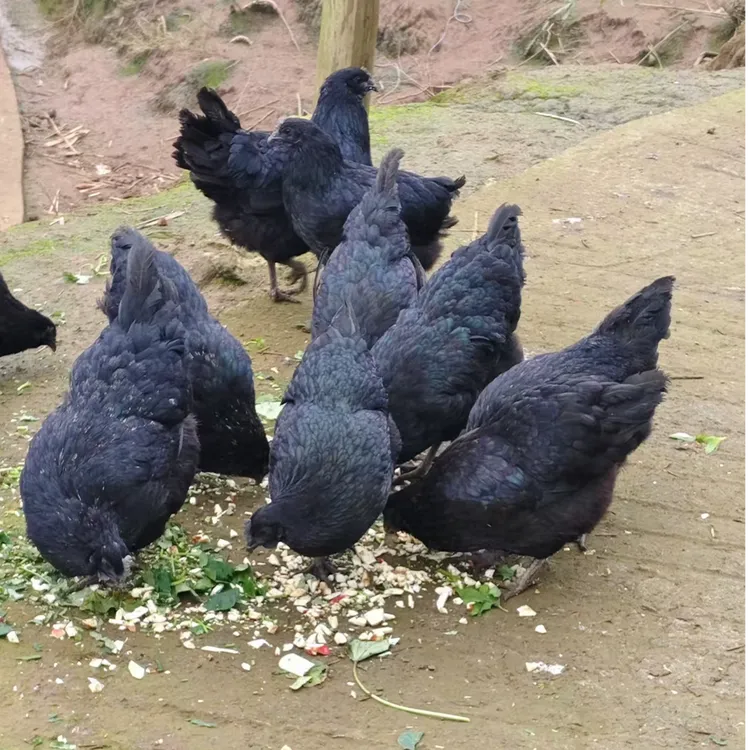 宠物鸡纯种五黑鸡青年鸡绿壳蛋鸡纯种赤水乌骨鸡活体发货