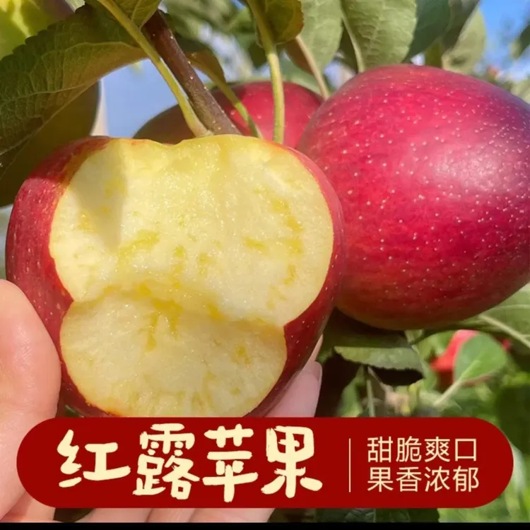 盛果邻现摘云南早熟红露苹果新鲜冰糖心丑苹果脆甜多汁当季水果