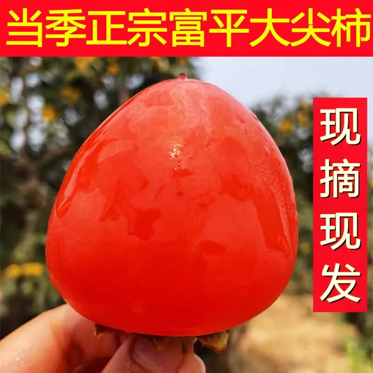 【长安大美】富平大尖柿软糯爆汁香甜可口当季水果