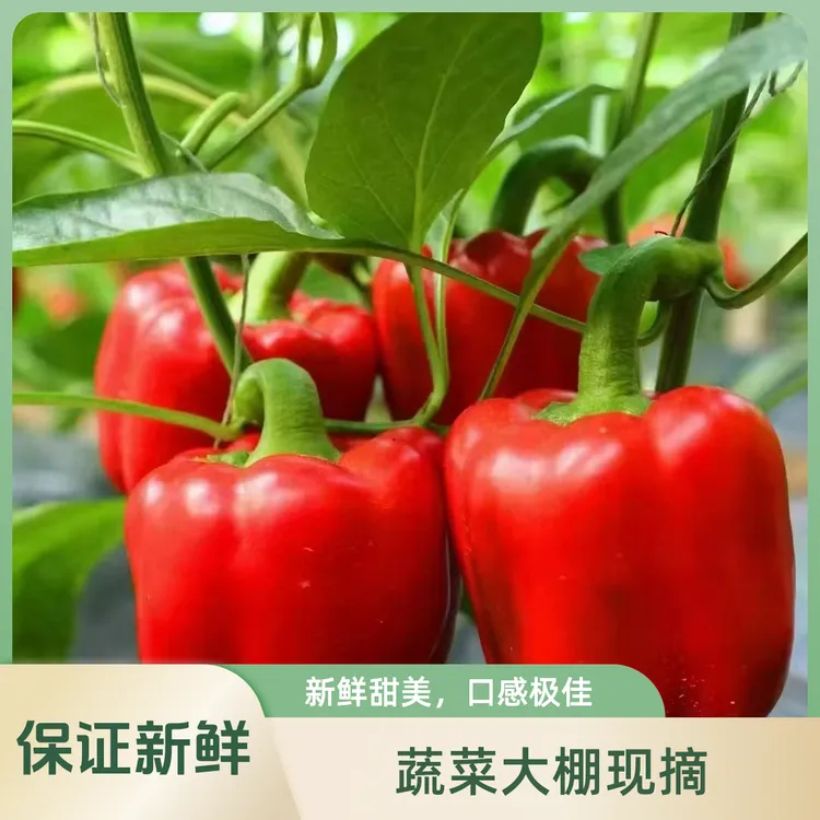 新鲜现摘甜椒水果彩椒水果椒生吃不辣灯笼椒红椒黄椒圆椒