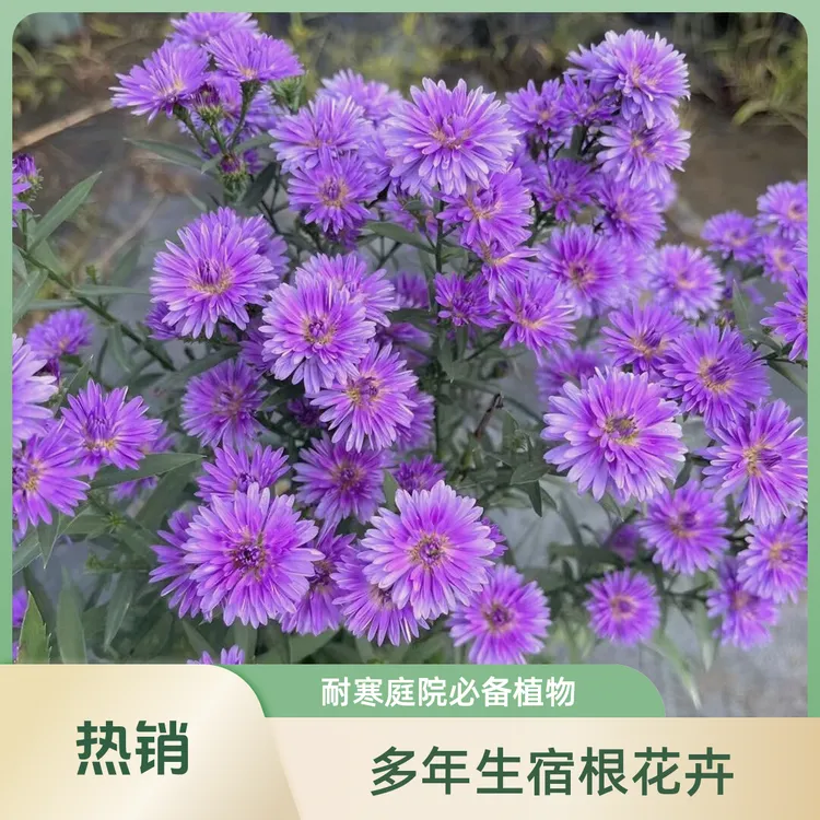 路兮小农民高杆荷兰菊多年生宿根花卉花镜搭配植物耐寒庭院