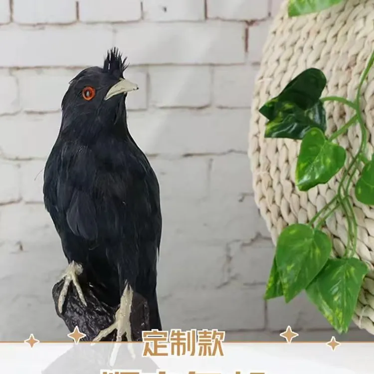 可教说话学唱歌的宠物文鸟鹦鹉语言小天才