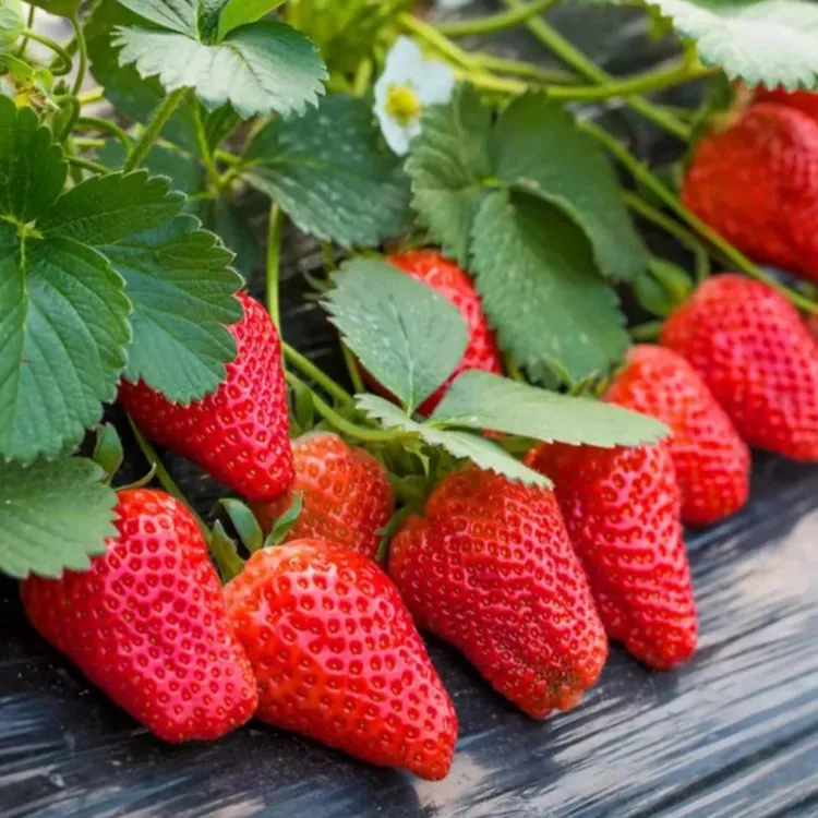 【奶油草莓种子】四季结果好养殖易活室内外阳台水果盆栽植物草莓