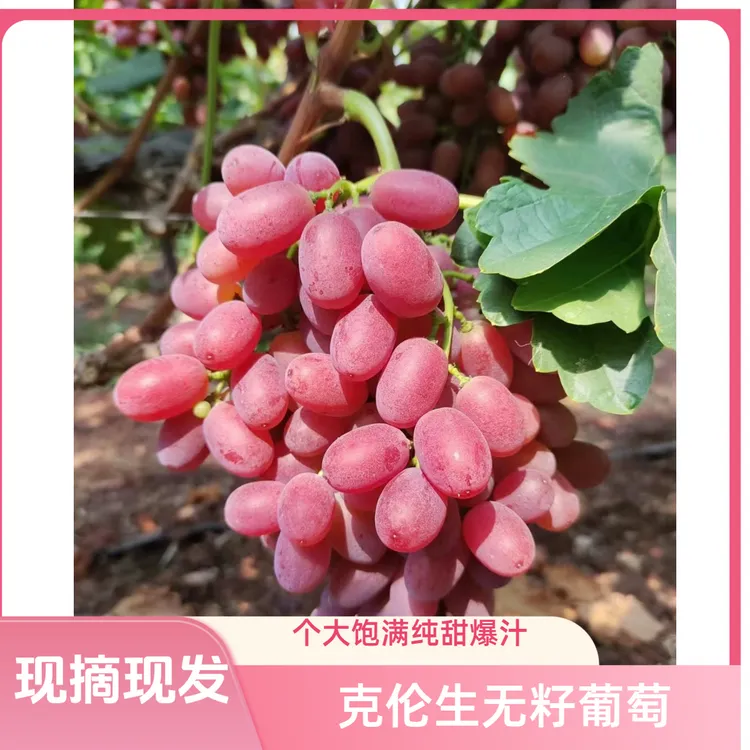 四川大凉山新鲜现摘无籽克伦生红提脆甜多汁，新鲜现摘现发皇后