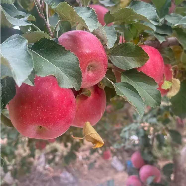 甘肃会宁冰糖心红富士现摘现发脆甜多汁