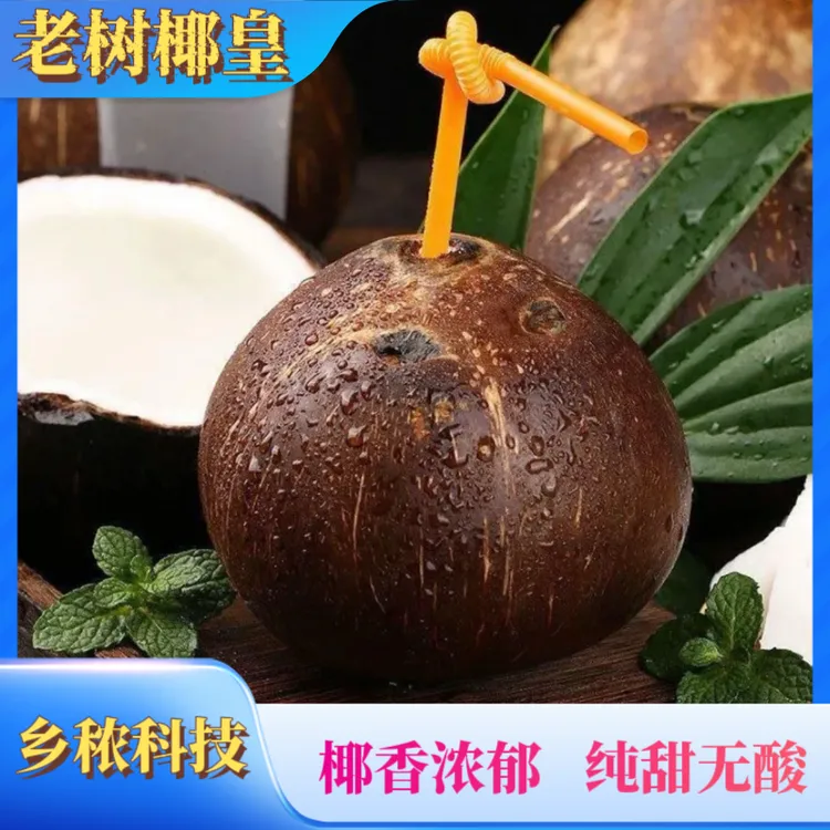（老树椰皇）海南新鲜树上熟椰子椰皇清甜肉厚孕妇营养水果可煲汤