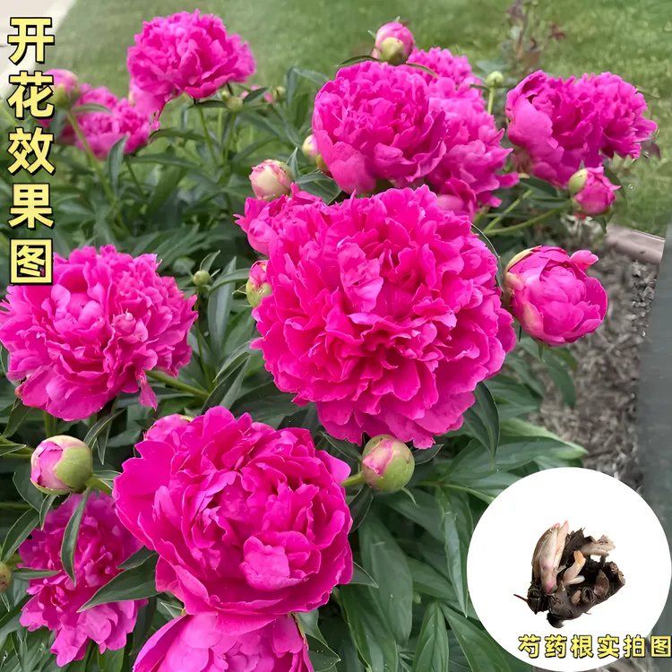 芍药根重瓣种根芍药花苗绿植花卉盆栽浓香芍药庭院阳台种植