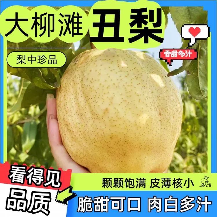 【陇上行】大柳滩丑梨 新鲜美味 香甜可口