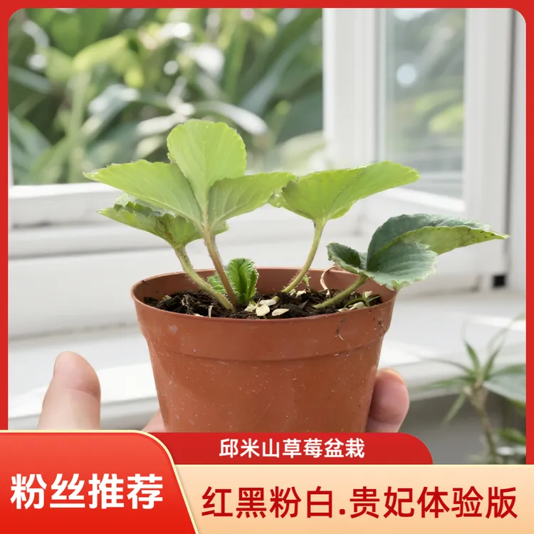 安徽蔬果苗草莓苗贵甜心草莓苗黑珍珠越雪妃粉玉2号草莓苗盆栽
