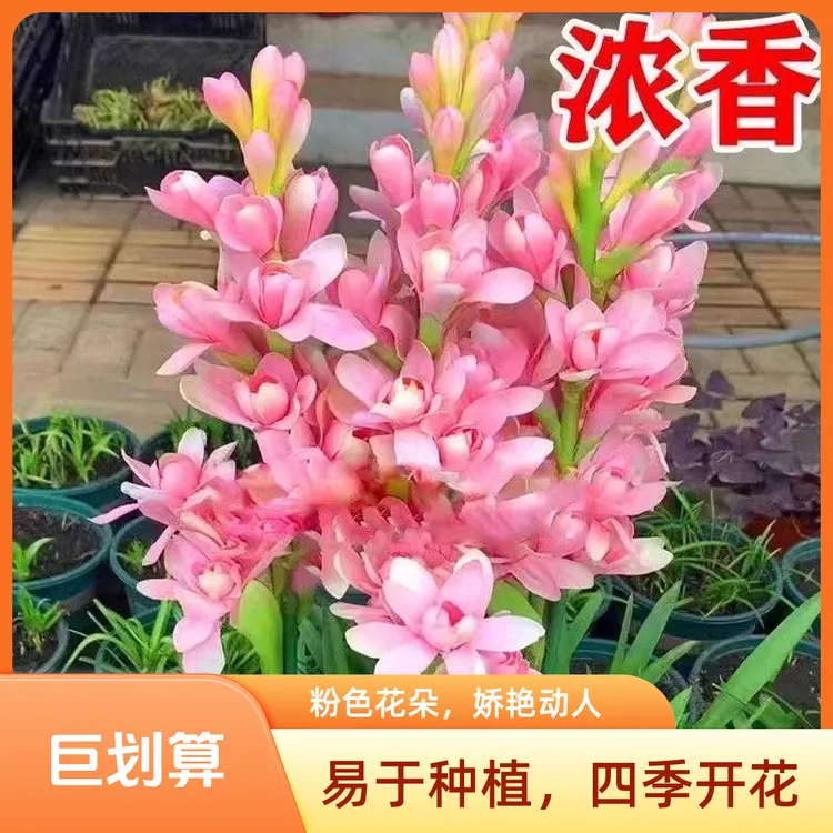 【拍一发3】重瓣晚香玉种球带芽头四季开花多年生盆栽浓香花卉