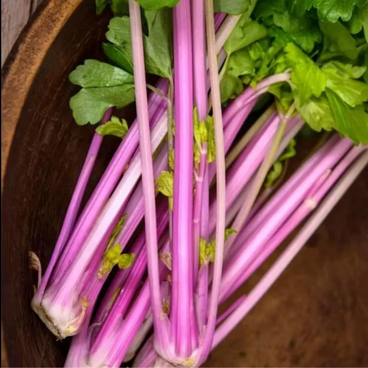 【水果红芹菜种子】紫衣仙子香芹种子实芹红芹四季播阳台盆栽蔬菜
