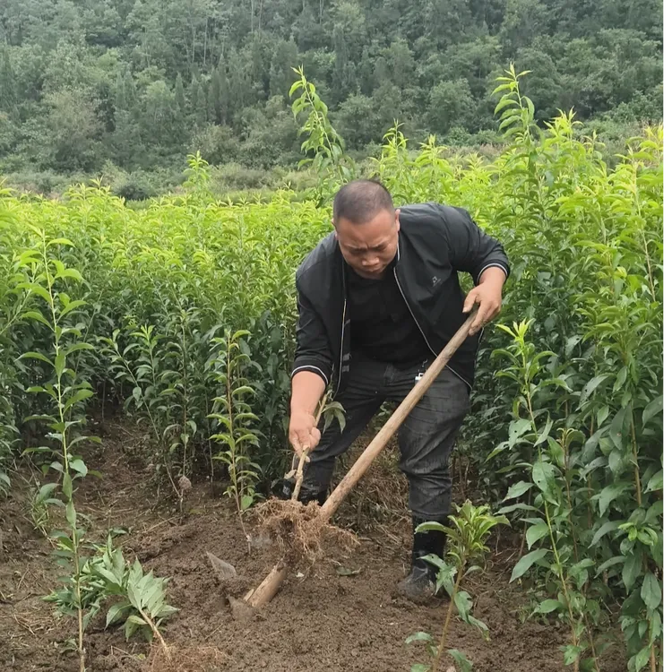 乾益果贵州六马蜂糖李【分枝苗】基地直发送技术