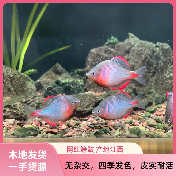 红边鳑鲏 江西新品种鳑鲏 耐寒 冷水原生鱼 养鱼 饲养