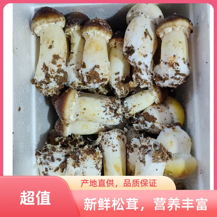 净1.7斤装鲜赤松茸山货精选好菇四川发货顺丰包邮
