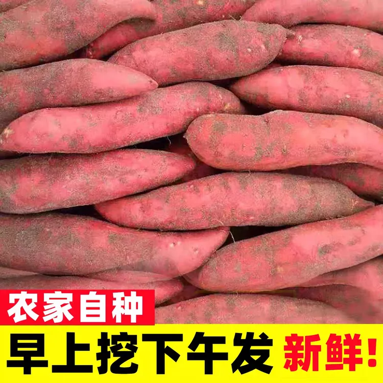 新鲜现挖沙地蜜薯1/9斤超甜烤红薯地瓜番薯水果消费券用券好物