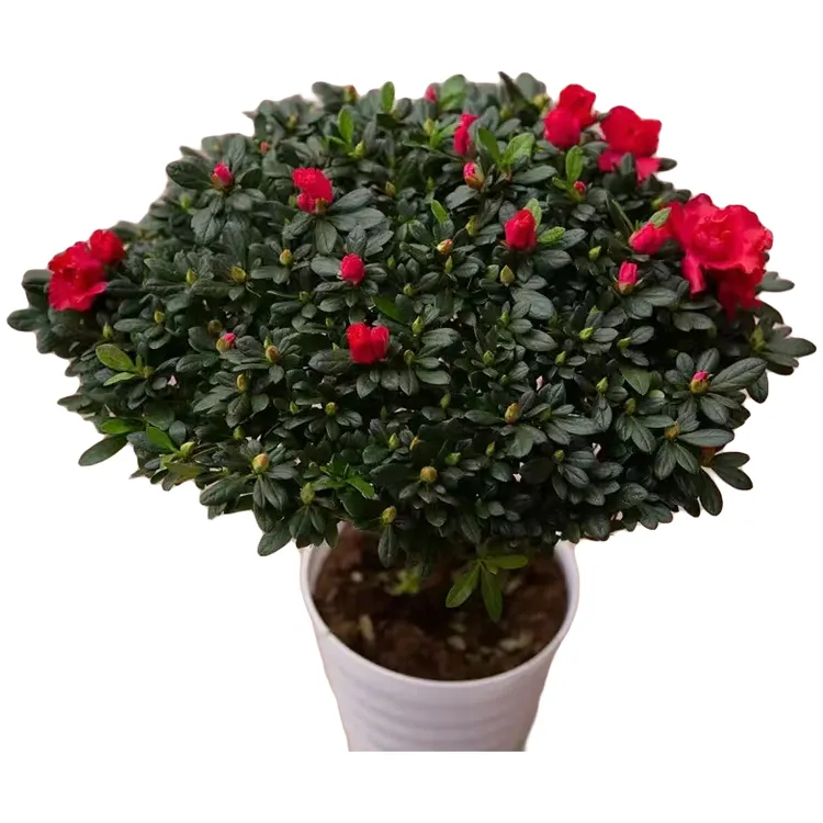 杨梅红盆栽带花苞四季开花室内外阳台好养花卉绿植